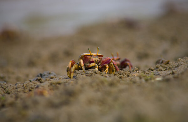 Атлантическое болотное кормление крабов
