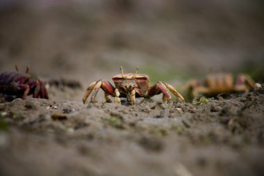 Marsh fiddler crab clipart