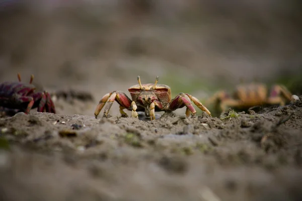 Crabe violoneux des marais — Photo