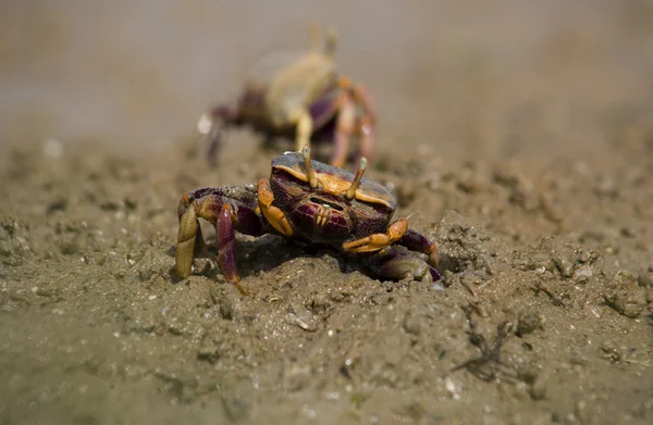 Uca pugnax sur la boue — Photo