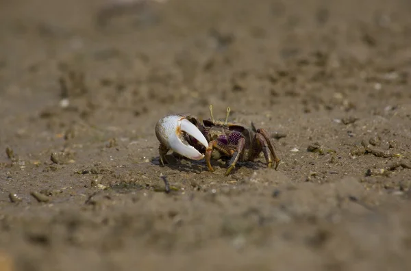 Violoneux des marais de l'Atlantique crabe — Photo