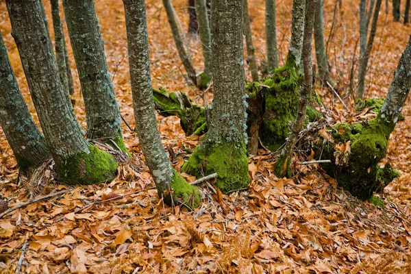 Grüne Füße — Stockfoto