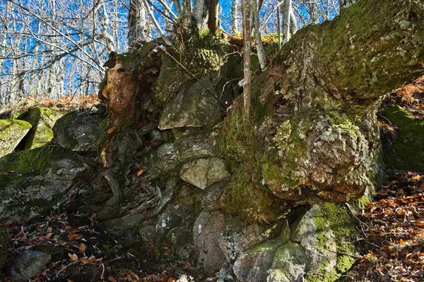 Holz und Stein — Stockfoto