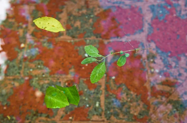 Επιπλέοντα φύλλα στην Κόρδοβα — Φωτογραφία Αρχείου