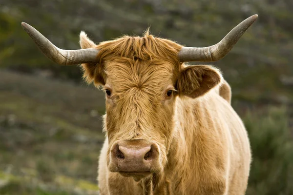 Oranje koe — Stockfoto