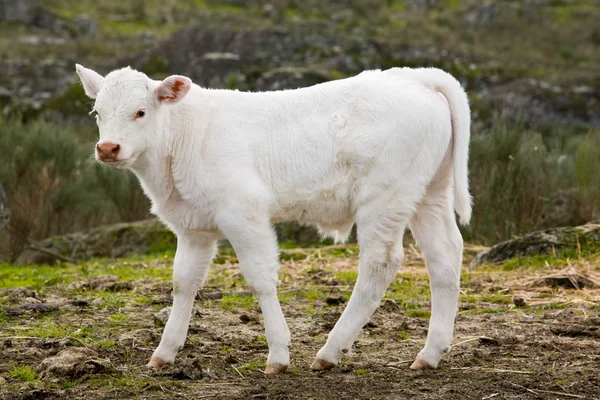 White calf — Stock Photo, Image