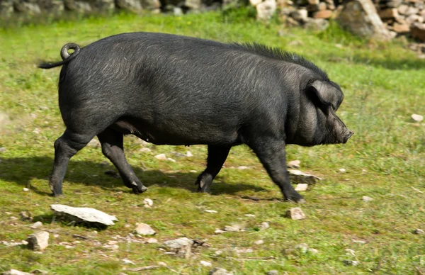 Schwarzer Lauf — Stockfoto