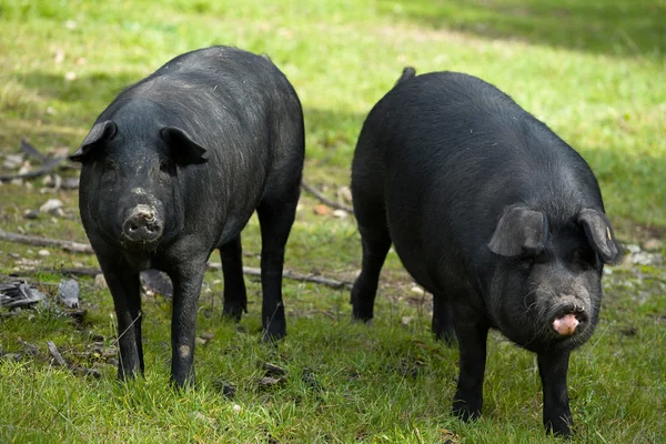 Zwei schwarze Gefährten — Stockfoto