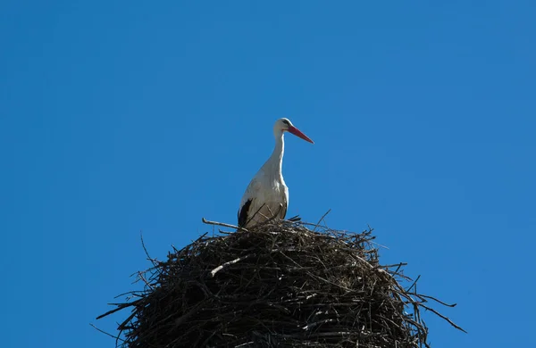 鹳巢 — 图库照片