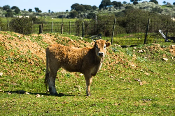 Kahverengi bebek buzağı — Stok fotoğraf