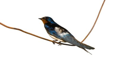 Hirundo rustica
