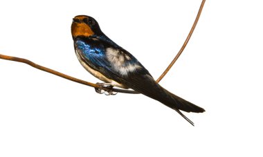 Beyaz arka planı tıraşlama