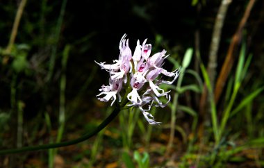 Orchis italica or naked man orchid clipart