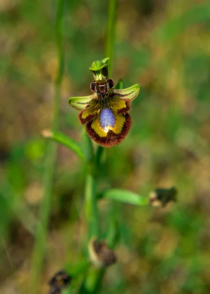 Ophrys scolopax — Stock fotografie