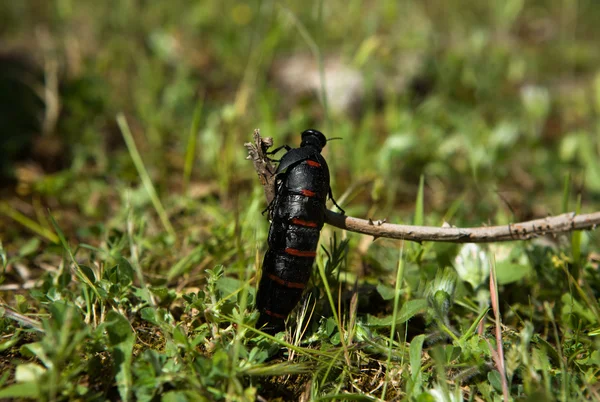 Blister beetle — Stock Photo, Image