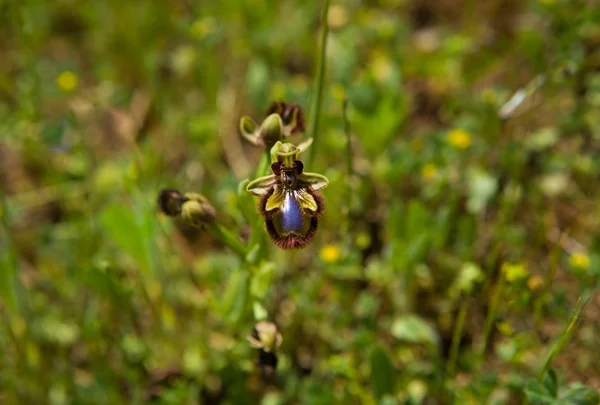 Ophrys scolopax — Fotografia de Stock