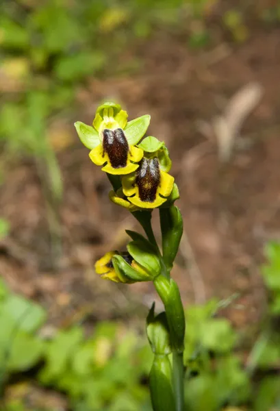 Ophrys lutea — Stock Photo, Image