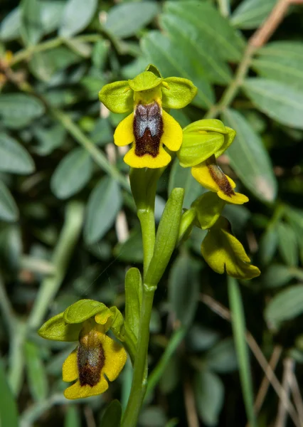 Ophrys lutea orchid — Stock Photo, Image