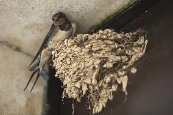 Swallows perched in his nest — Stock Photo, Image