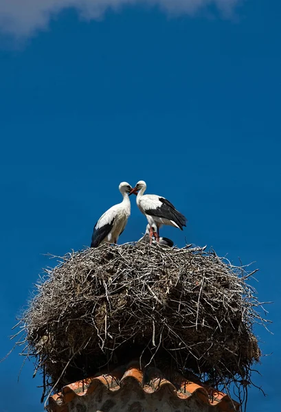 Three storks — Stock Photo, Image