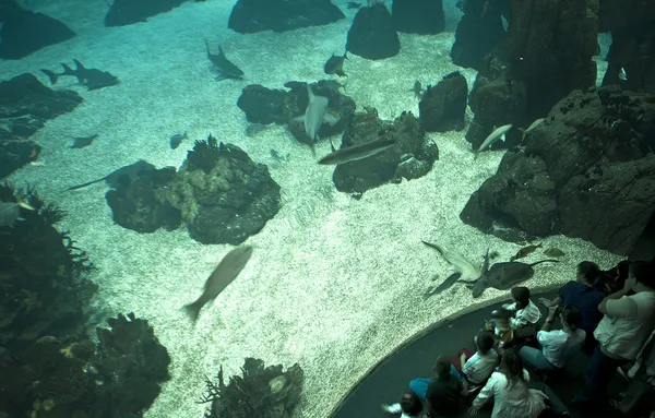 Sitting on aquarium — Stock Photo, Image