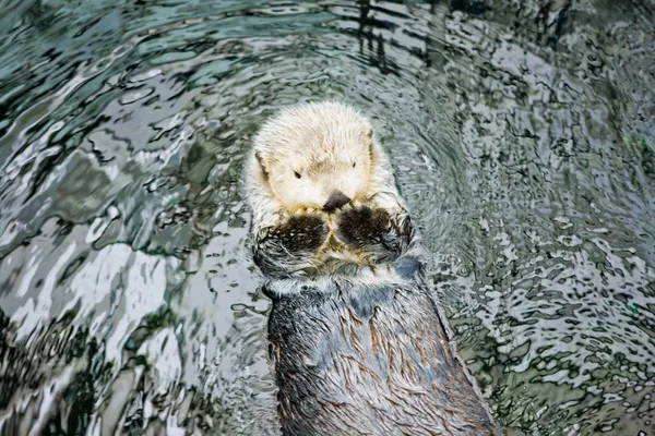 Wydra w oceanarium w Lizbonie — Zdjęcie stockowe