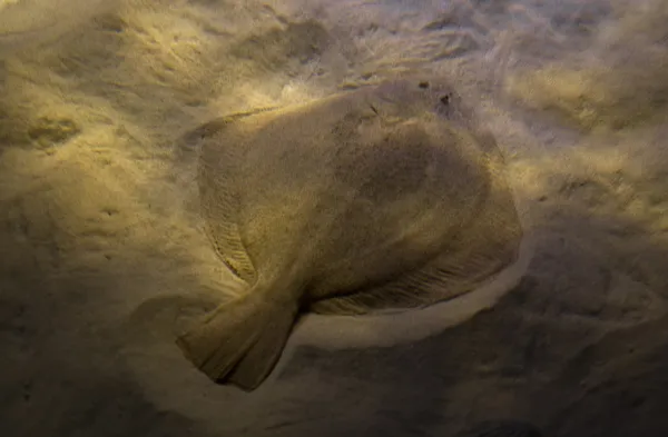 Turbot fish — Stock Photo, Image