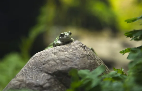 Grüne Kröte auf Felsen — Stockfoto