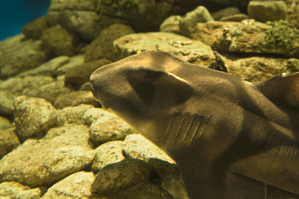 Port Jackson Shark