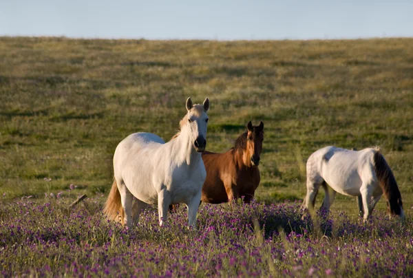 Spanish horses gracing — Stock Photo, Image