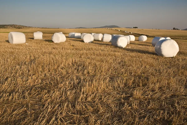 Собранное травяное поле с обернутыми тюками — стоковое фото