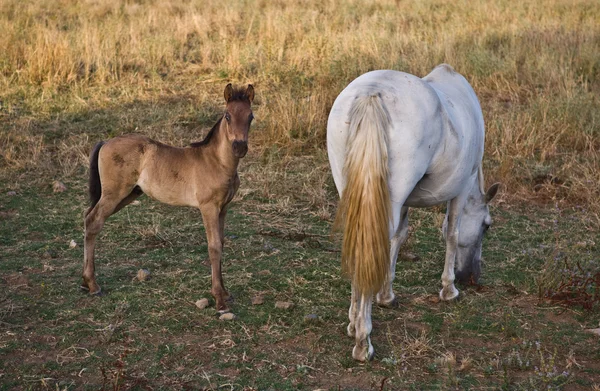 Aşağıdaki anne — Stok fotoğraf