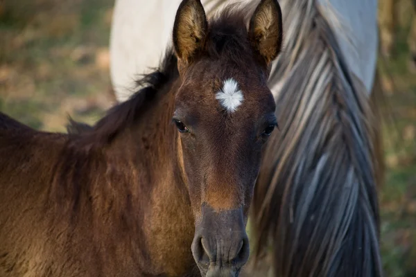 Colt and mother — Stock Photo, Image