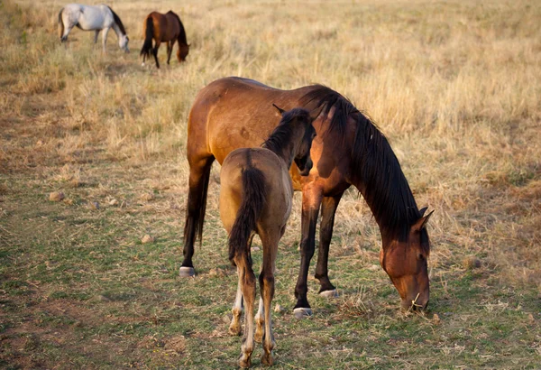 Caballo y potro inclinado —  Fotos de Stock