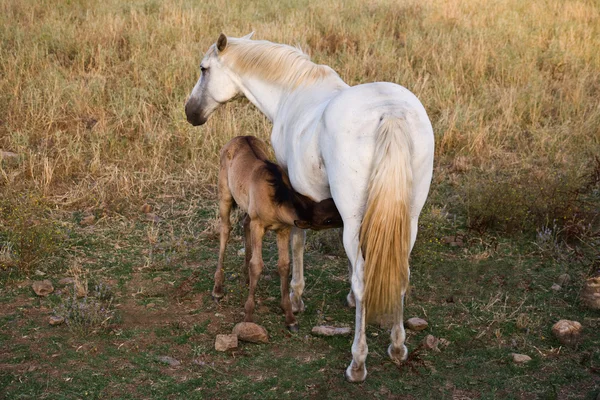 Mare feeding her foal — Stock Photo, Image