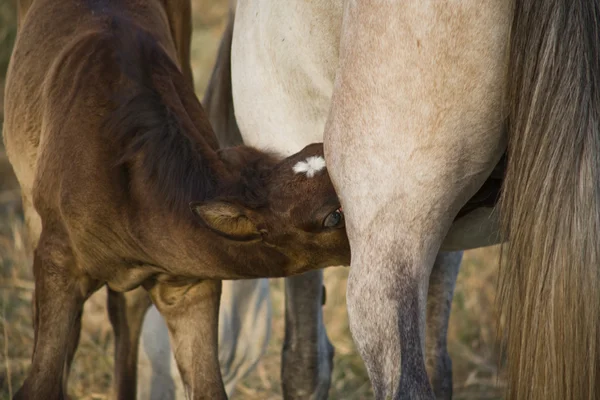 Witte paard veulen zuigen van mare — Stockfoto