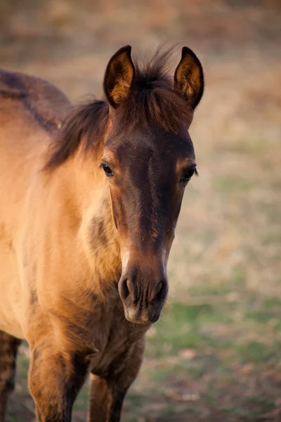 Brown colt — Stock Photo, Image