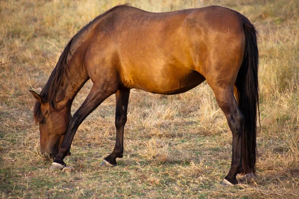 Brun häst betande — Stockfoto
