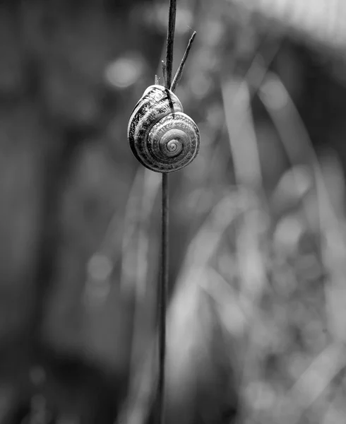 Vertical e hélice — Fotografia de Stock