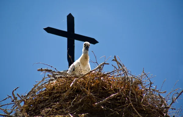 Čáp holka a kříž — Stock fotografie