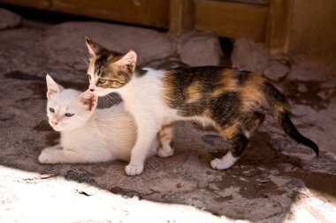 yavru kedi içinde gölge