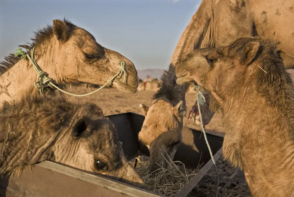 Alimentación de camellos — Foto de Stock