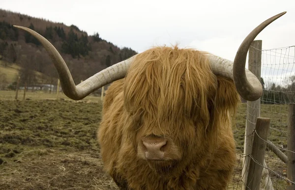 Szőrös tehén — Stock Fotó