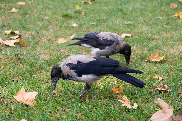 Crows on garden — Stock Photo, Image
