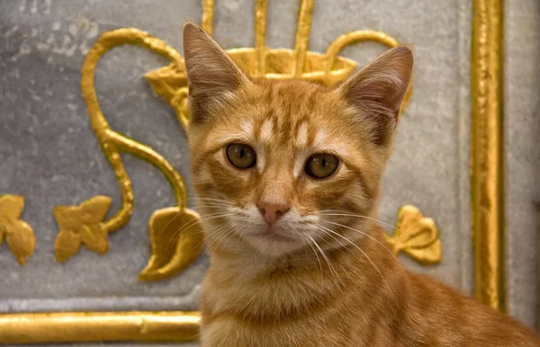 Turecká mourovatá kočka — Stock fotografie