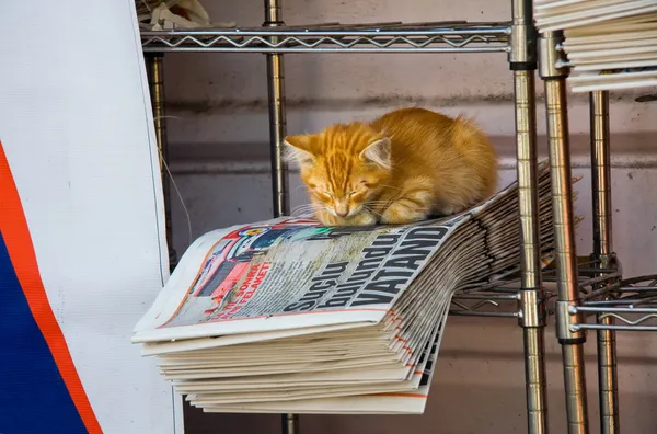 Przycisk do papieru kot — Zdjęcie stockowe