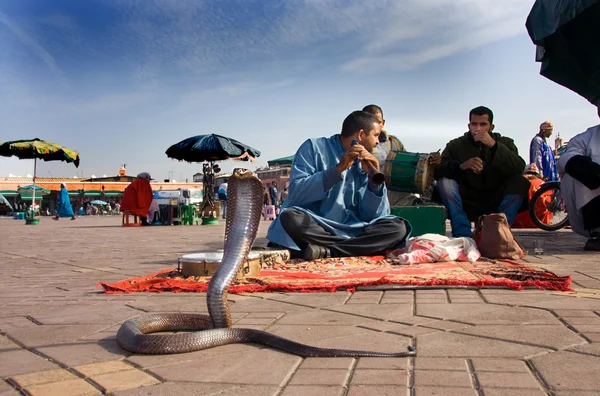 Spettacolo del serpente — Foto Stock