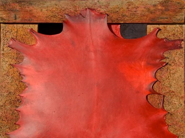 Drying in the sun — Stock Photo, Image