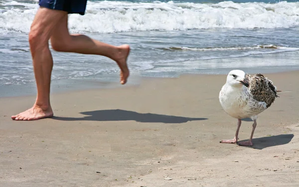 Sportsman and gull — Stock Photo, Image