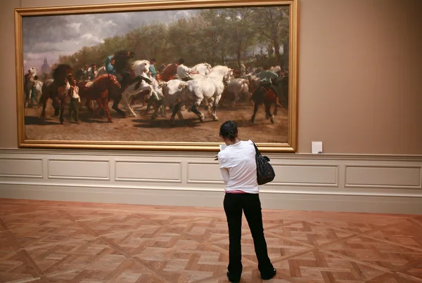 Observing horses — Stock Photo, Image